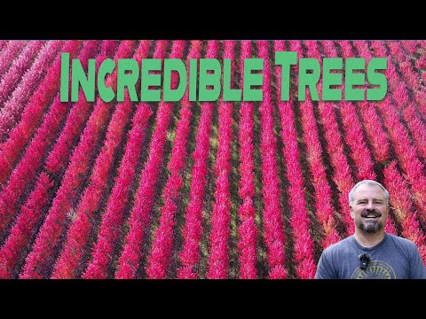 Видео: Потрясающие новые деревья для современного сада