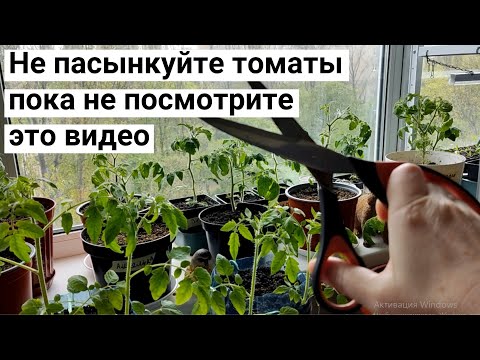 Видео: Делайте пасынкование помидоров правильно! Огород на балконе.