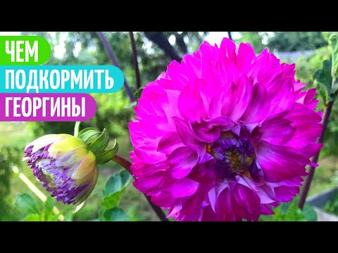 Видео: ЦВЕТЕНИЕ Георгин Зависит От Этих ПОДКОРМОК. Мои цветы.