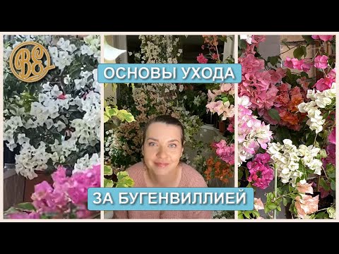 Видео: Основы ухода за бугенвиллией