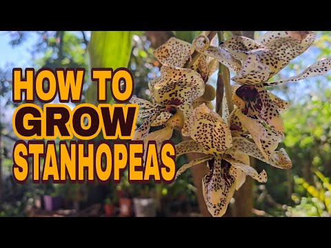 Видео: ОГРОМНЫЕ ошибки, которых следует ИЗБЕГАТЬ при пересадке станхопеи