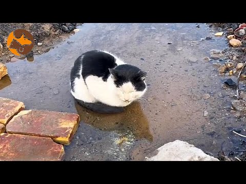Видео: Бездомная коровья кошка лежит в луже и ждет смерти