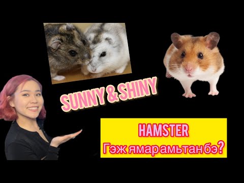 Видео: SUN+SHINE Бидний HAMSTER-уудтай Танилц