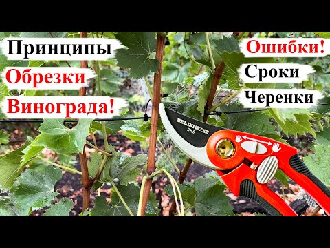 Видео: Основные ПРИНЦИПЫ ОБРЕЗКИ Винограда! ОШИБКИ, СРОКИ, ЧЕРЕНКИ