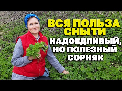 Видео: КАК БЫТЬ ЗДОРОВЫМ БЕЗ ТАБЛЕТОК ПОЛЮБИ ЦЕЛЕБНУЮ СНЫТЬ /HERBAL TREATMENT@О жизни и здоровье с Марусей