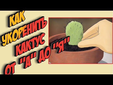 Видео: Как укоренить кактус? Вегетативное размножение кактусов. Уход за кактусом.