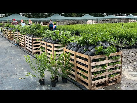 Видео: Лучший саженец голубики. Работа питомника, от подготовки площадки до отгрузки на плантацию