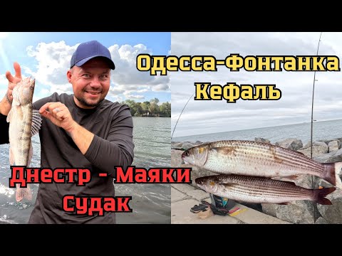 Видео: Днестр, первый Судак в сезоне, и выезд на море за Кефалью. #fishing #рыбалканафидер #рыбалка 