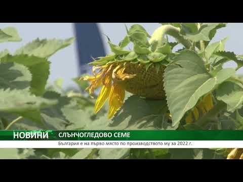 Видео: СЛЪНЧОГЛЕДОВО СЕМЕ: България е на първо място по производство за 2022 г.