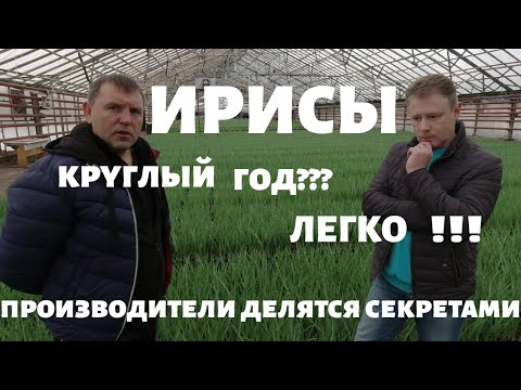 Видео: Бизнес идея:ИРИСЫ.Тепличный комплекс в Подмосковье