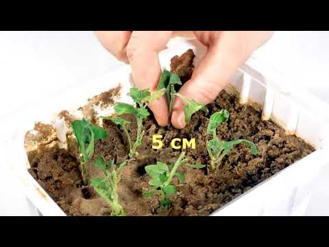 Видео: Хризантемы к Новому Году. Осеннее черенкование