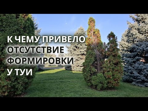 Видео: Что будет если Не формировать Тую и Можжевельник