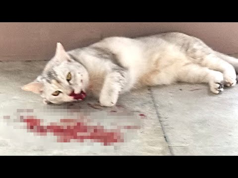 Видео: Мужик избил бездомного котёнка, решив отомстить, но когда тот перестал шевелиться - убежал!