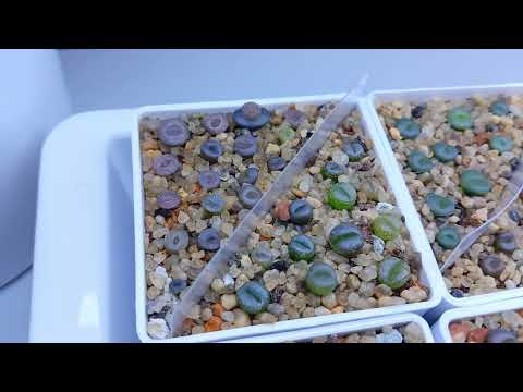 Видео: сеянцы литопсов. первая пикировка