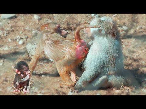 Видео: СТРАШНО и ИНТЕРЕСНО! Люськина мать пришла с дитём на свидание к вожаку! Самец примет малыша? Дом 2!