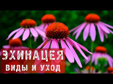 Видео: ЭХИНАЦЕЯ! ВИДЫ, УХОД И ОСОБЕННОСТИ ВЫРАЩИВАНИЯ ЭХИНАЦЕИ!