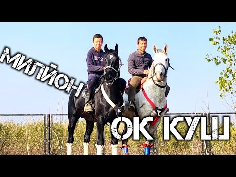 Видео: УМИДЖОН АКАДАН ОТЛАРНИГ ОК КУШ ВА МИЛЙОНЧИГИ СОТИЛАДИ  !..