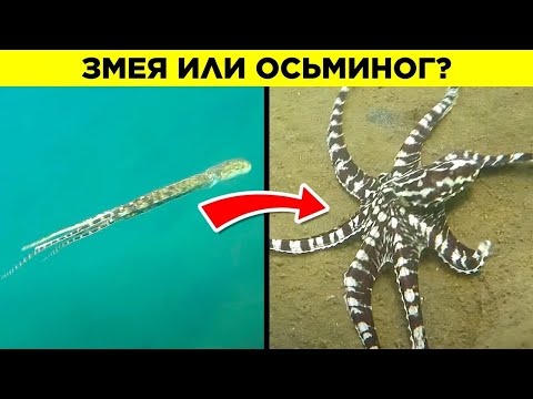 Видео: Животные С Невероятными Способностями