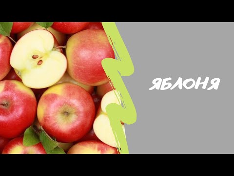 Видео: Весенняя обрезка яблонь. Сорта Мельба и Конфетное. 3 марта 2022г.