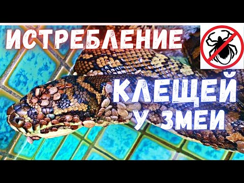 Видео: Лечим змей от паразитов / Борьба с клещами