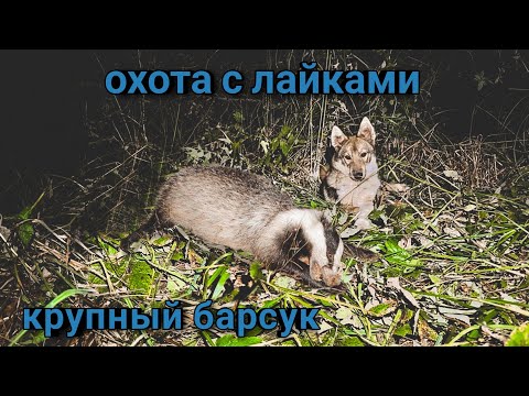 Видео: Взяли крупного барсука . Трудовая охота с молодыми лайками.