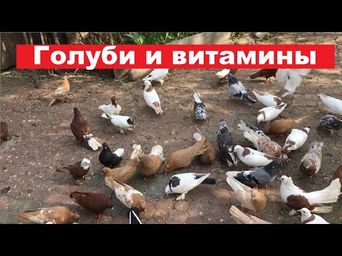 Видео: Весна, для чего голубям нужны солнечные ванны и зеленый корм?
