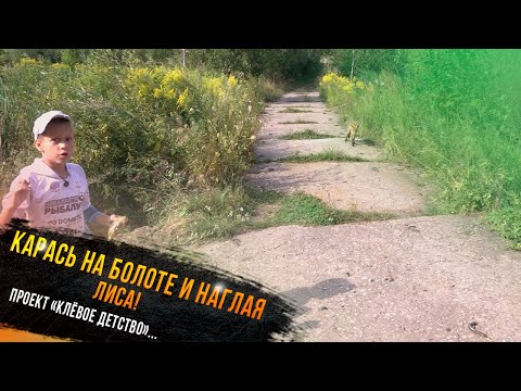 Видео: 🔥 "Карась на болоте и наглая лиса - участник проекта Клевое детство телеканала "Диалоги о рыбалке"