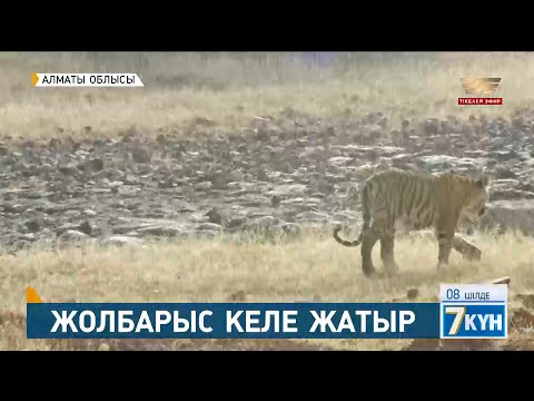 Видео: Тұран жолбарысына тұрақ бола аламыз ба?