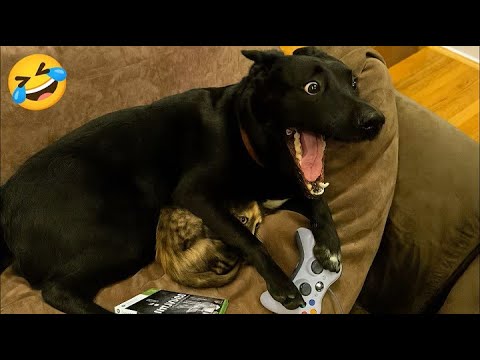 Видео: Самая смешная подборка кошек и собак 2025 года 😹🐶 | Самые милые и забавные питомцы!