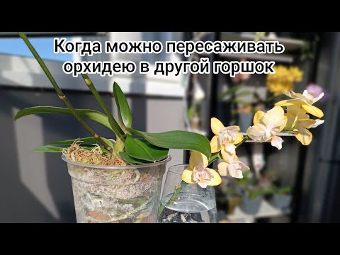 Видео: КРАСИВАЯ пересадка орхидеи: пошаговая инструкция #орхидеи