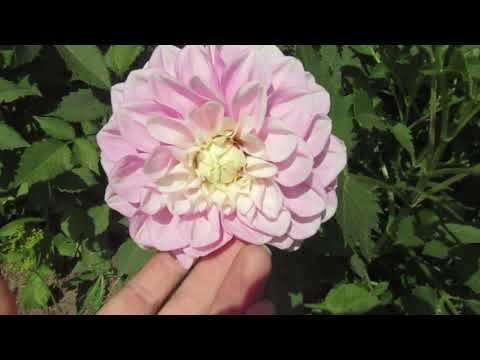 Видео: Теплица в августе//собираю зеленые томаты//обрезка клубники//