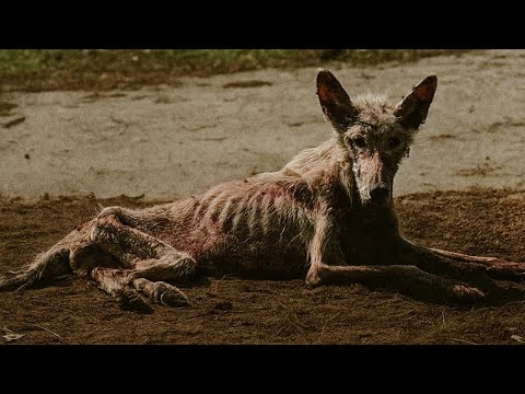 Видео: Беременная, слабая и брошенная на одинокой дороге — ее чудо началось, когда прибыла помощь!