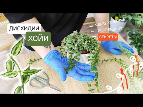 Видео: ХОЙИ | ДИСХИДИИ: черенкование, укоренение, секреты