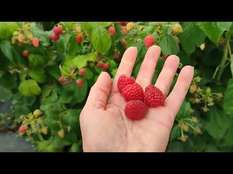 Видео: Ремонтантная малина  на сегодняшний день! Всегда порадует урожаем! Омск, 12.09 2025
