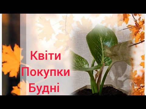 Видео: Життя-буття.Квіти та,,Аврора,,