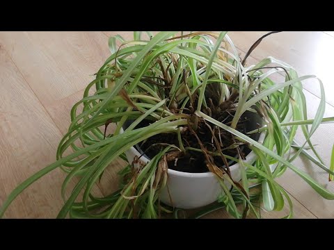 Видео: Хлорофитум ЗАБОЛЕЛ 😷🤒🤕 #домашниецветы #хлорофитум