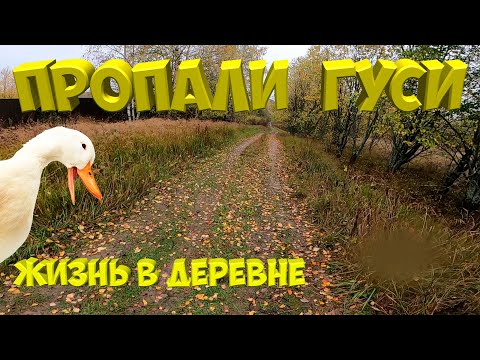 Видео: Пропали гуси .... [Жизнь в деревне ]
