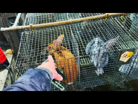 Видео: Тепер ВСІ🫵 знатимуть для чого мені ШИНШИЛА🔥