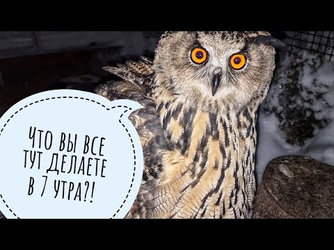 Видео: Кот Пуаро взбаламутил всехнее утро, возмутил сову, разбудил Кубика, смутил Морошку