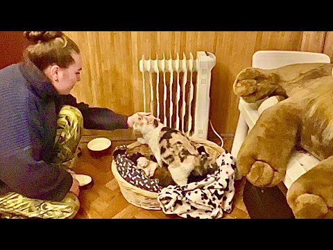 Видео: Вы только посмотрите КАК мама кошка защищает маленького финика когда он плачет)))