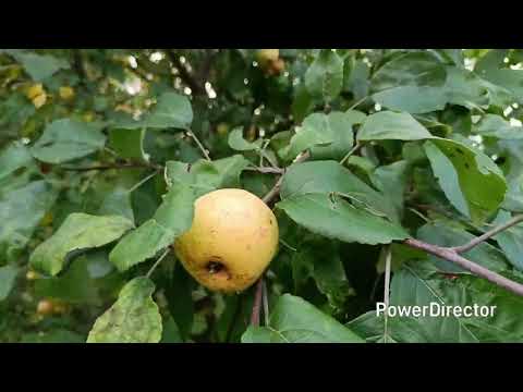 Видео: 11 сентября 2025 г.