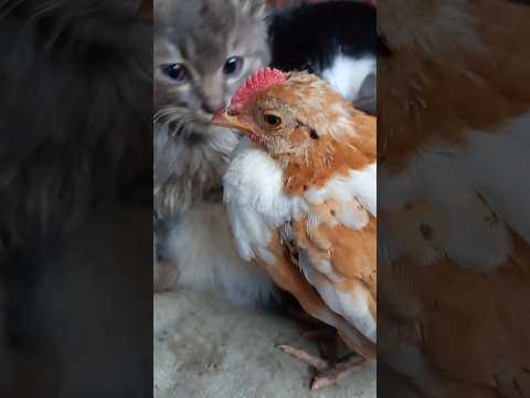 Видео: #курчата #котики