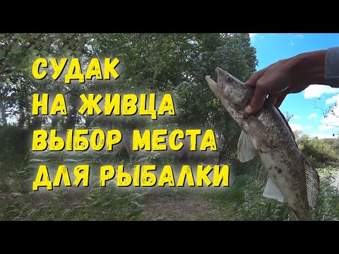Видео: СУДАК НА ЖИВЦА | ПРАВИЛЬНЫЙ ВЫБОР МЕСТА ДЛЯ РЫБАЛКИ