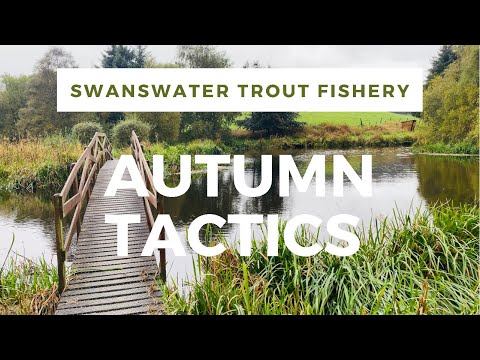 Видео: Swanswater — осенняя рыбалка нахлыстом