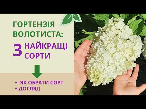Видео: Самые лучшие сорта метельчатой гортензии