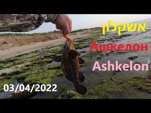 Видео: 4K  03/04/2022 Fishing in Israel Рыбалка в Израиле דיג בישראל Ashkelon Ашкелон אשקלון grouper לוקוס