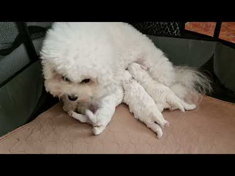 Видео: Мамочки питомника #kennel_BrightStarDog #bichon_kp #puppybichonfrise #мамочкипитомника #бишонфризе