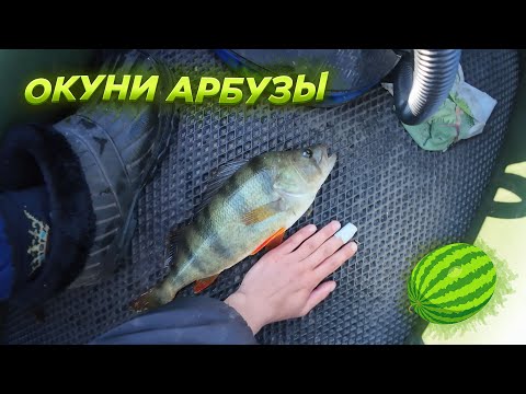 Видео: ПОПАЛ НА РАЗДАЧУ КРУПНЫХ ОКУНЕЙ ! Рыбалка на ультралайт