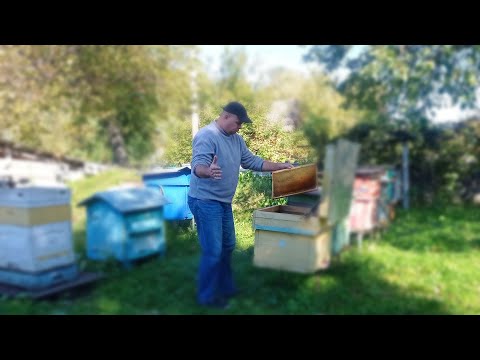 Видео: Пропали пчёлы на пасеке! Осенняя катастрофа у пчёл. Пчеловод сам в этом виноват.