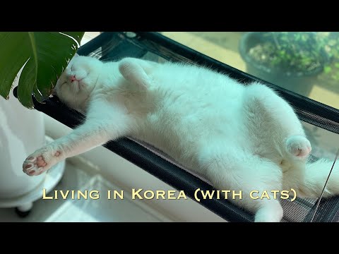 Видео: Как мои кошки стали частью семьи🏠| Их история усыновления😸